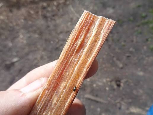 Fatwood: guia para encontrar e usar a melhor isca natural de fogo!
